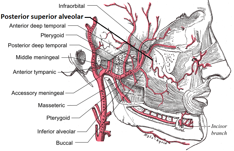 Posterior_superior_alveolar_artery