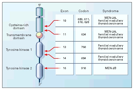 nejm199609263351307_f3