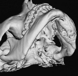 Philadelphia Illustration Dept./Elsevier