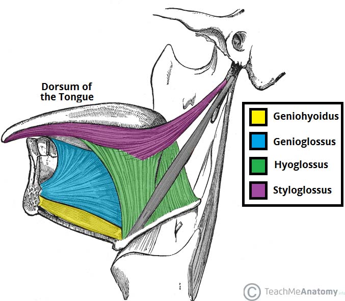 Extrinsic-Muscles-of-the-Tongue