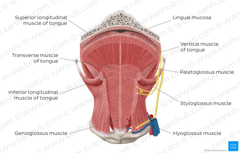 H8rDTg2yQrkuDKTAMNqhg_the-muscles-of-the-tongue_english