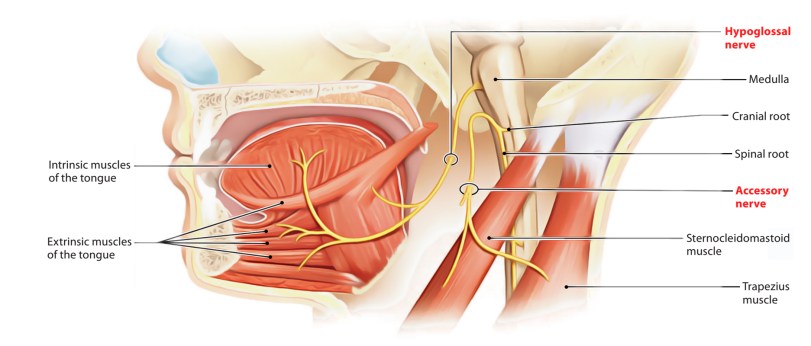 Hypoglossal-and-accessory-nerve-1