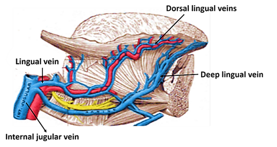 veins-of-tongue