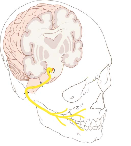 Overview-of-Anatomical-Course-of-the-Facial-Nerve.jpg