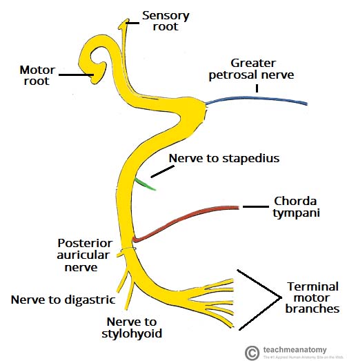Schematic-of-the-Course-and-Branches-of-the-Facial-Nerve.jpg