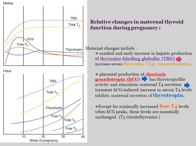 Relative+changes+in+maternal+thyroid+function+during+pregnancy+-