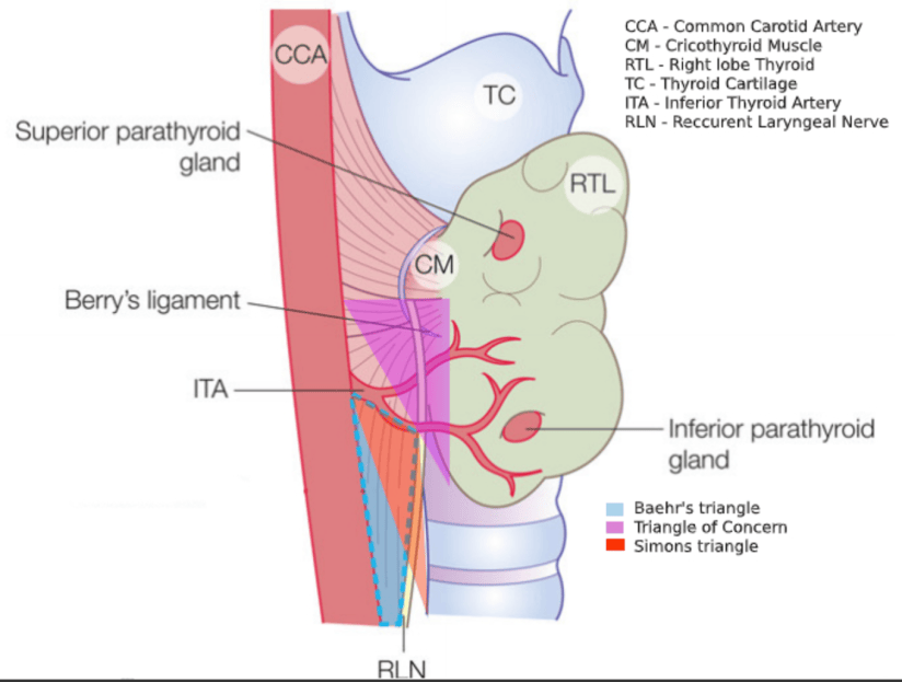 RLN Triangle and Triangle of Concern – Rodrigo Arrangoiz MS, MD, FACS, FSSO