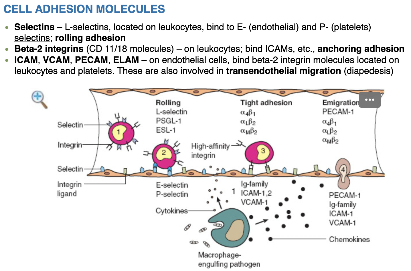 Step-by-Step Expansion of Leukocyte Recruitment – Rodrigo Arrangoiz MS ...